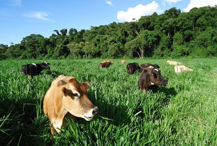 Tecnologia da Embrapa contribui com produção pecuária orgânica no Brasil