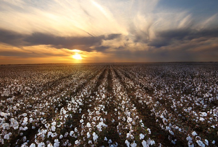 Mato Grosso deve ter aumento de 13,3% na área plantada de algodão