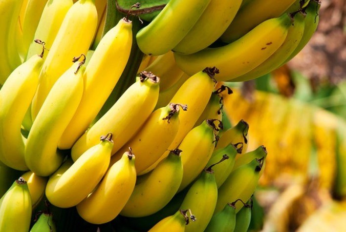 SC e PR podem dobrar produção de banana
