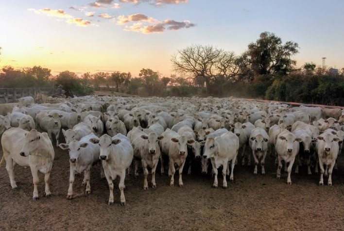 Canchim integra banco de dados do Promebo