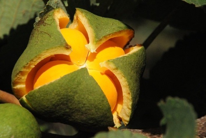 Em Goiás, extração de pequi avança 10,4% em volume e valor de produção do fruto sobe 19,9%