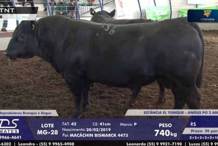 Touros Angus atingem média de R$ 19,2 mil na Expofeira de Caçapava do Sul
