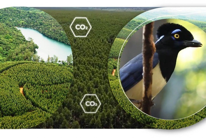 Ibá lança vídeo sobre a importância das árvores cultivadas para o clima