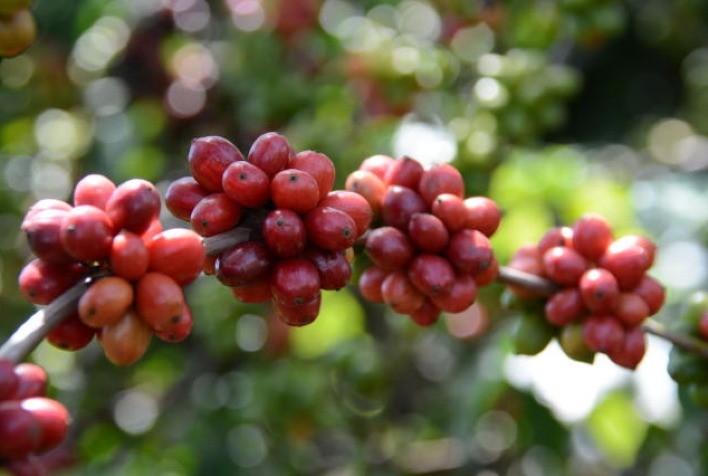 Bioinsumo protege cultivo de café contra perdas pela estiagem