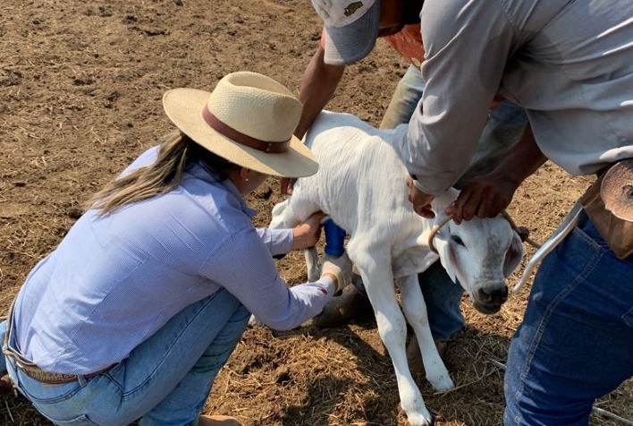 Manejo correto para a cura do umbigo em bezerros recém-nascidos evita infecções e doenças
