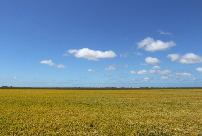 Gestão financeira é fundamental para amenizar custos na propriedade rural