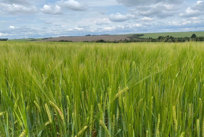 Tudo sobre cevada: a cultura que vai ganhar o campo
