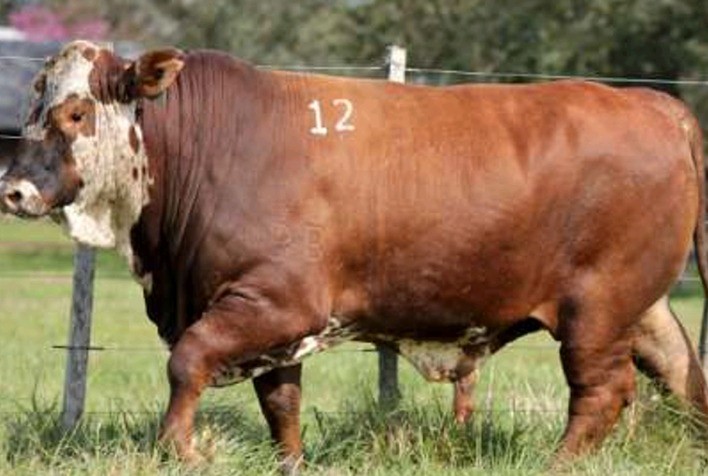 Estância Aurora traz para pista genética comprovada da raça Braford