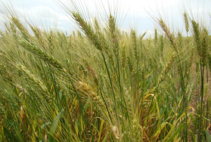 Cientistas apresentam práticas para reduzir a contaminação do trigo por micotoxinas
