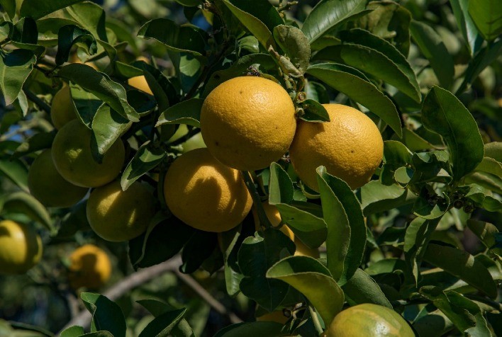 Plano de contingência para controle do HLB e zoneamento agrícola de citros na pauta da Câmara Setorial da Citricultura