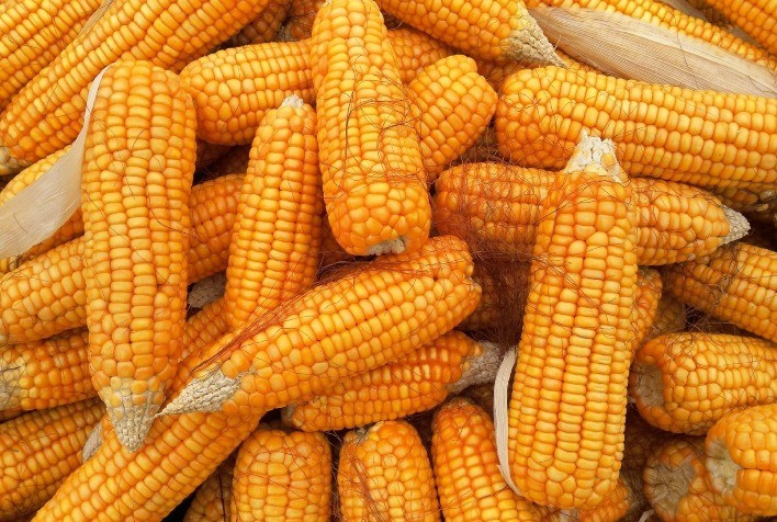 Valorização do preço estimula agricultor a plantar milho na próxima safra