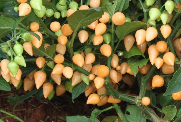 Pimenta Biquinho: produção garantida pela irrigação estadual e incentivo da indústria em Lagarto (SE)