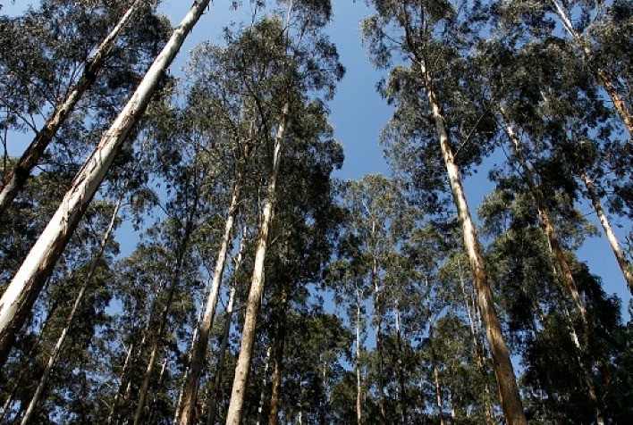 Nanotecnologia será utilizada para desenvolvimento de fertilizante de liberação lenta com matéria-prima de base florestal