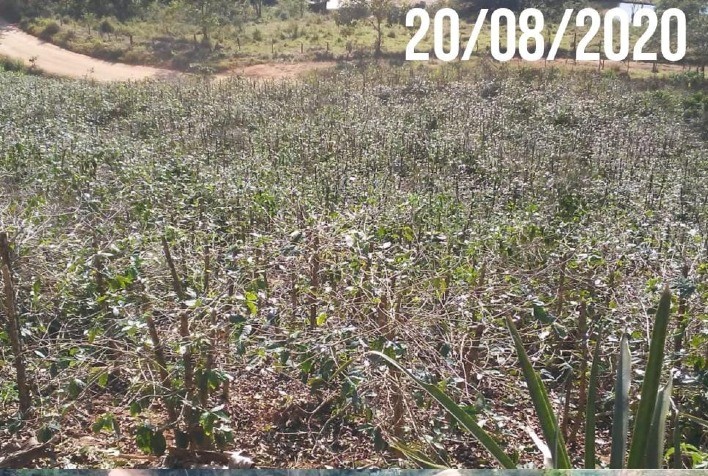 ATeG Café+Forte transforma lavoura em Tombos