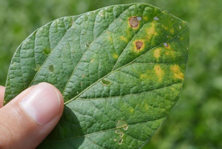 Ourofino Agrociência entra no mercado de controle da ferrugem asiática com novo produto