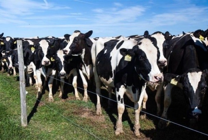 Identificação eletrônica de animais avança na pecuária de leite e corte