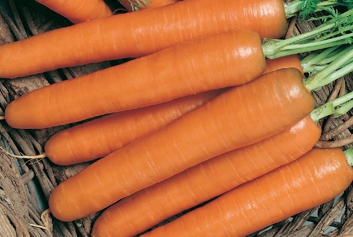 Precocidade das cenouras AGR 123 e 125 será vantagem para produtor na safra de verão