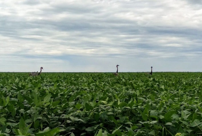 Hora H da Inovação: IHARA lança novo portfólio de soluções para o mercado de soja