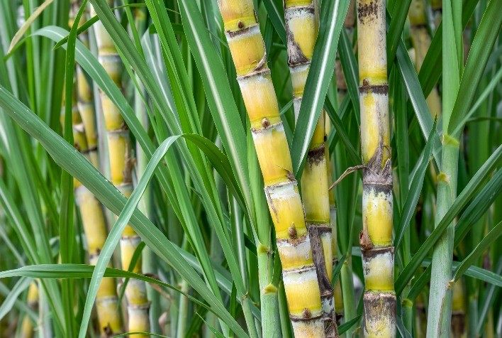 Técnicos na PB vão a campo para levantar dados sobre a cana-de-açúcar