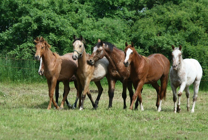 Febre do Nilo Ocidental ameaça saúde de equinos no Brasil