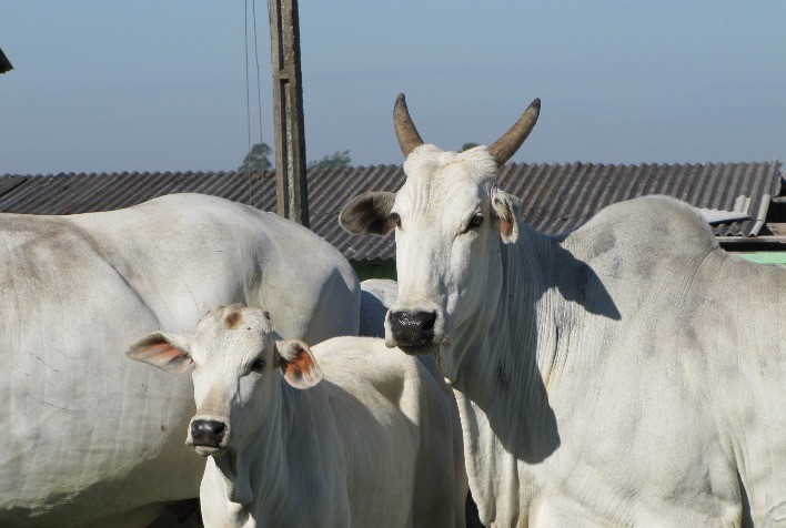 A qualidade dos Bezerros do “Cedo” está diretamente ligada a nutrição fetal das vacas