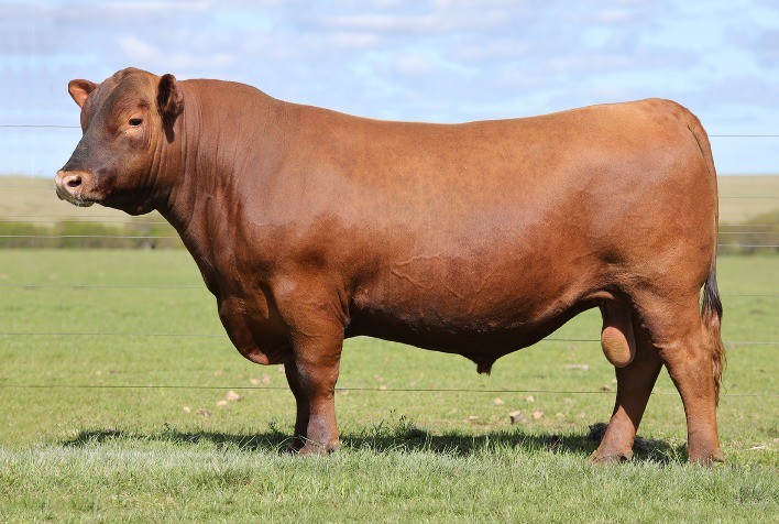 Touro Red Angus alcança valorização de R$ 120 mil no Remate Tellechea Associados