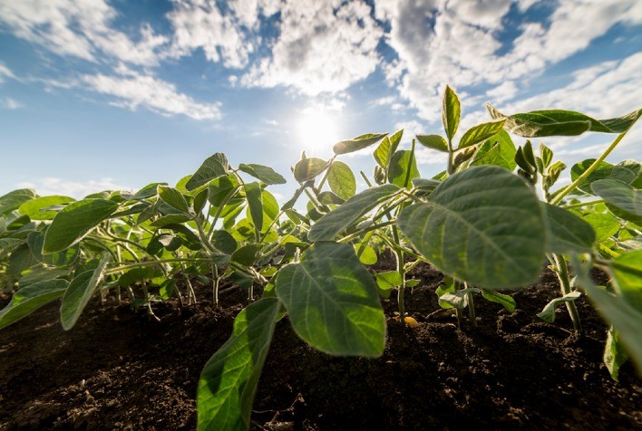 Nutrientes Para a Vida