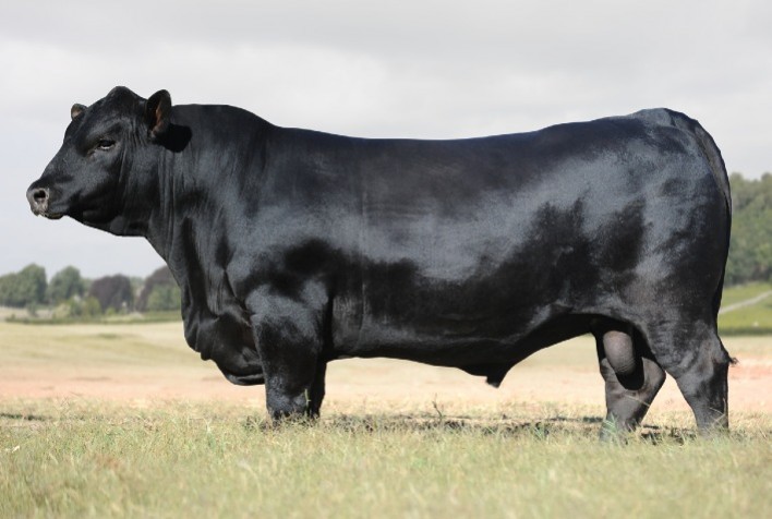 O Brasil da Carne Prime