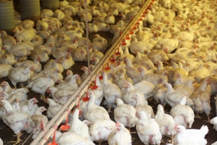 Desempenho do frango (vivo e abatido) na 41ª semana de 2021, terceira de outubro