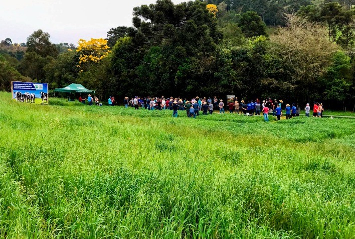 DSM e Embrapa Gado de Leite realizam Dia de Campo Online para tratar de nutrição em Compost Barn