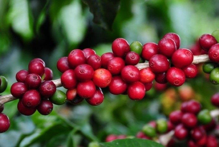 Mesmo com chuvas preocupação continua e café arábica volta a subir nesta 3ª feira
