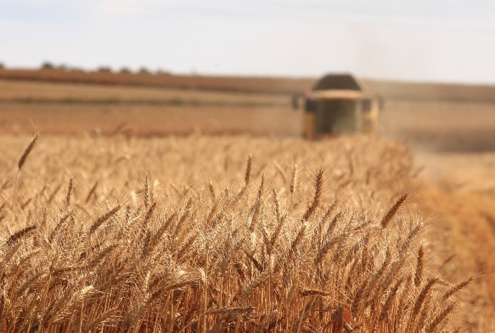 Colheita da safra 2020/21 de trigo no Paraná atinge 74% da área – Deral