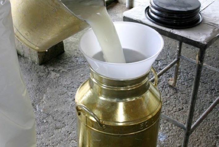 O Boletim do Leite do Cepea de outubro já está disponível