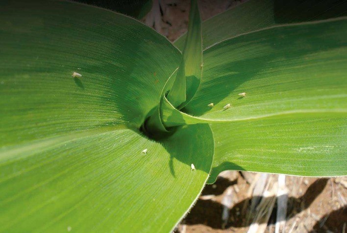 FAESC promove palestra sobre “Cigarrinha do milho: manejo recomendado pela Epagri”