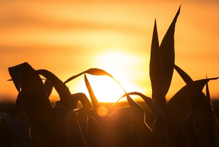 Com estudos e novas técnicas, Getap Milho pretende dobrar a produção dos grãos nos próximos 10 anos