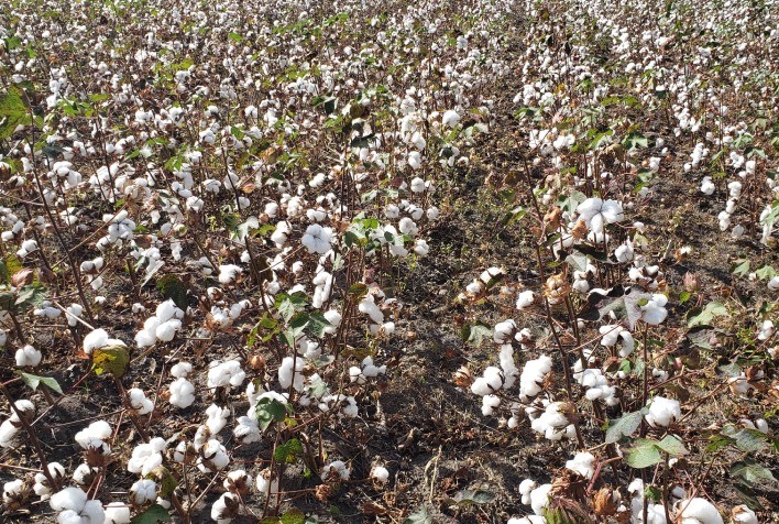 Agricultores do Rio Grande do Norte conhecem experiências com algodão agroecológico na Paraíba