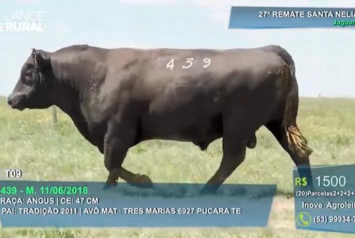 Santa Nélia fatura R$ 2,55 milhões