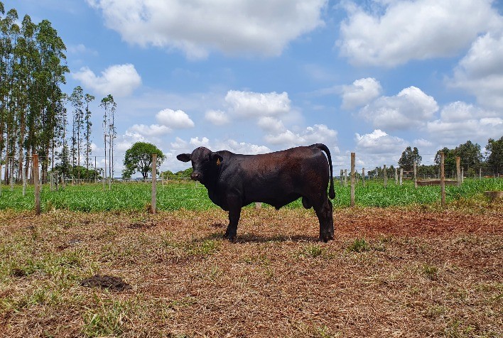 ABB e Programa Embrapa Geneplus divulgam vencedores da Prova Top Brangus Embrapa 2021