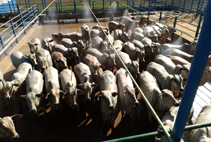 Boi gordo: escala de abate cresce e cotação cai