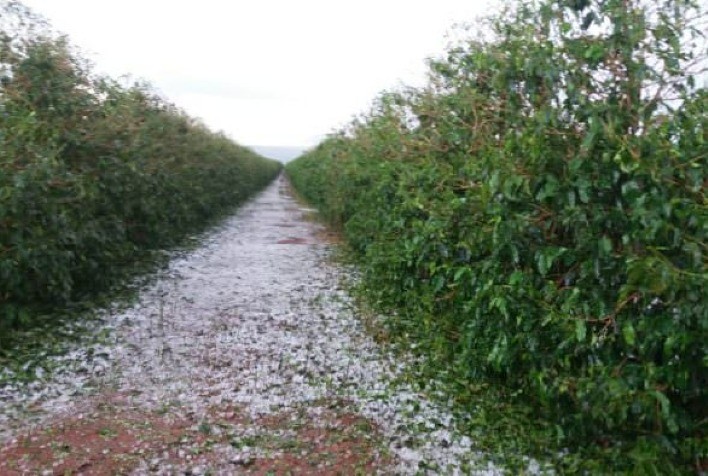 CNA debate ações para mitigar danos por geadas e granizo nos cafezais