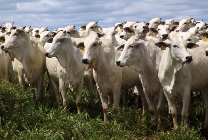 Decisão do Mapa de suspender produção de carne bovina para China preocupa