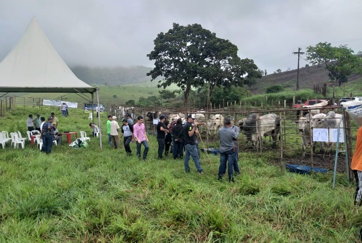 Feira do Pró-Genética promete bons negócios, nesta sexta-feira,  no Leste de Minas