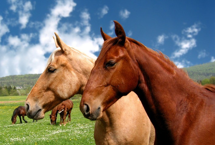 Dimesol injetável é novidade da Ceva para o tratamento das dores e inflamações agudas nos equinos