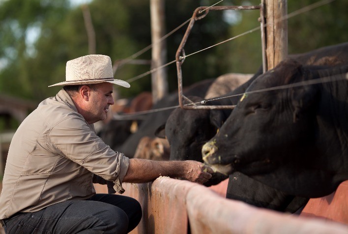 Por maior eficiência, trigo se torna uma opção vantajosa nas propriedades pecuárias