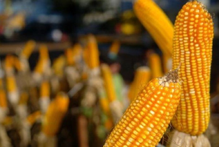 Milho abre a 6ª feira perto da estabilidade e da paridade de exportação na B3