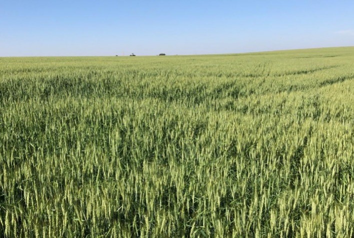 Dia de campo une Instituto Agris e Sipcam Nichino, para difundir manejo eficaz de oídio e outras doenças do trigo