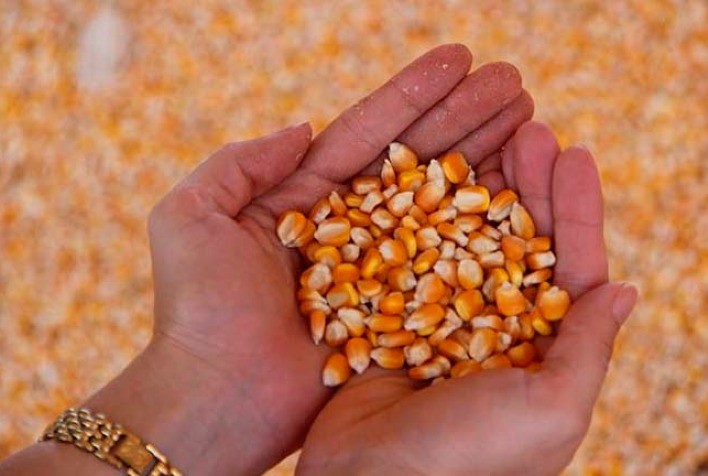 Produtores compram insumos agrícolas com antecedência, diz Bayer