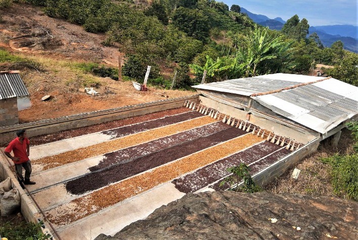 Produtor de Minas Gerais cria terreiro de café mecanizado