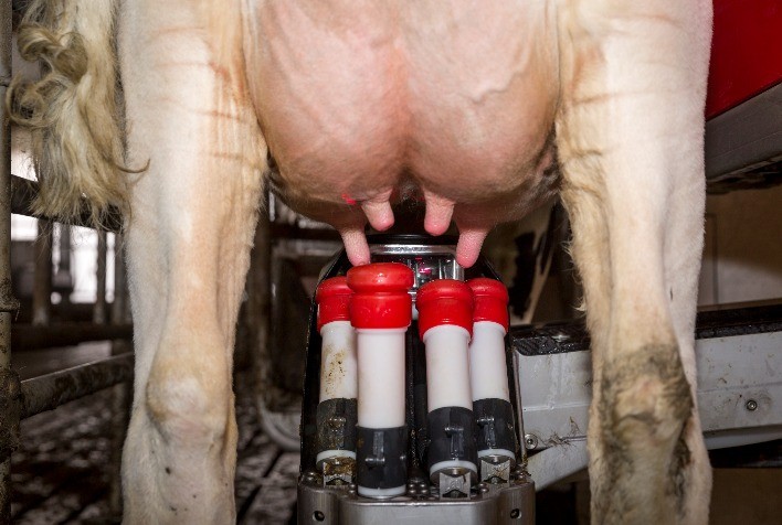 Robô de ordenha ajuda produtor rural a monitorar saúde das vacas e a garantir qualidade do leite