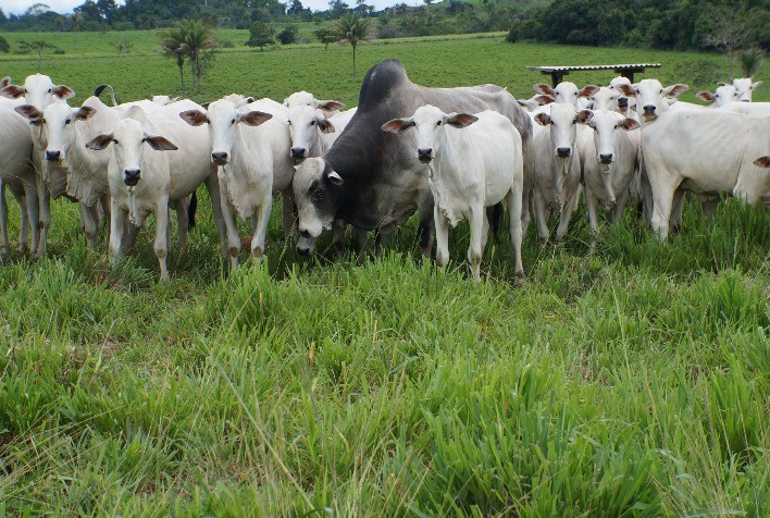Como ter sucesso na Estação de Monta